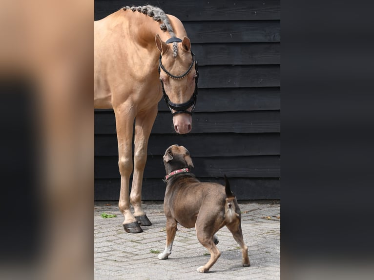 NRPS Étalon 3 Ans 146 cm Champagne in Oosterblokker