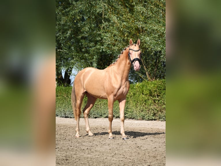 NRPS Étalon 3 Ans 146 cm Champagne in Oosterblokker