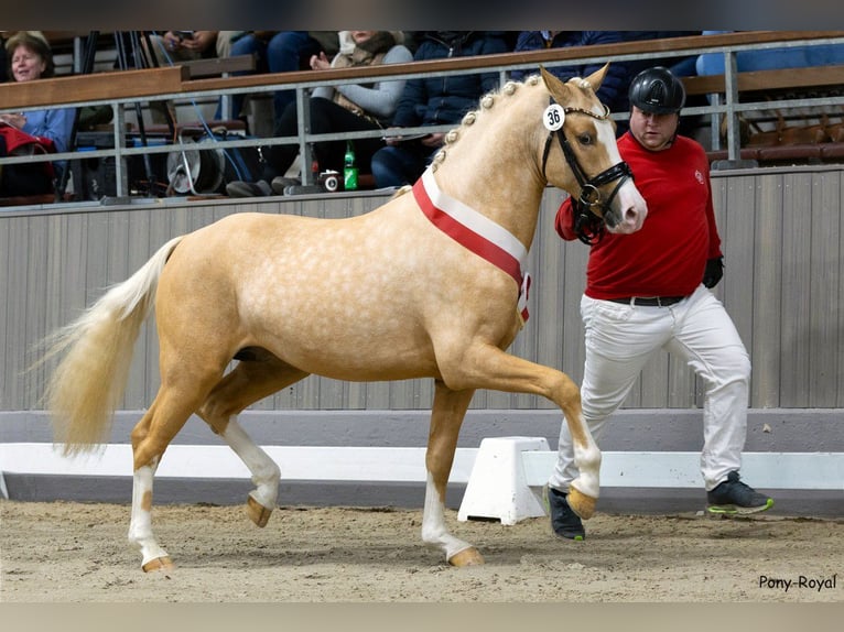 NRPS Étalon 3 Ans 153 cm Isabelle in Oirschot