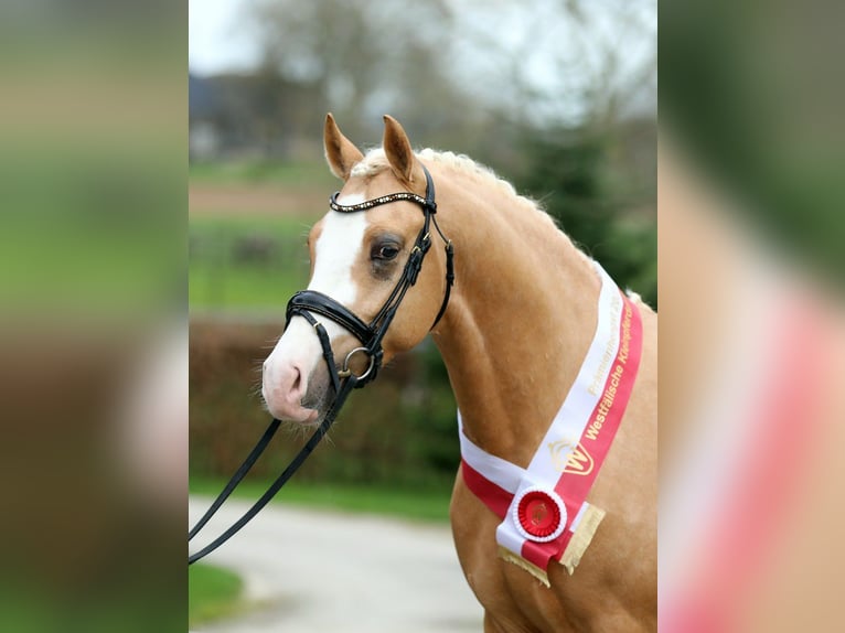 NRPS Étalon 3 Ans 153 cm Isabelle in Oirschot