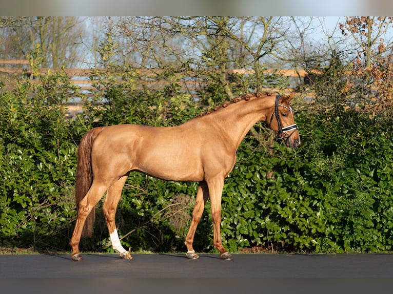 NRPS Étalon 3 Ans 167 cm Alezan in Oosterhout