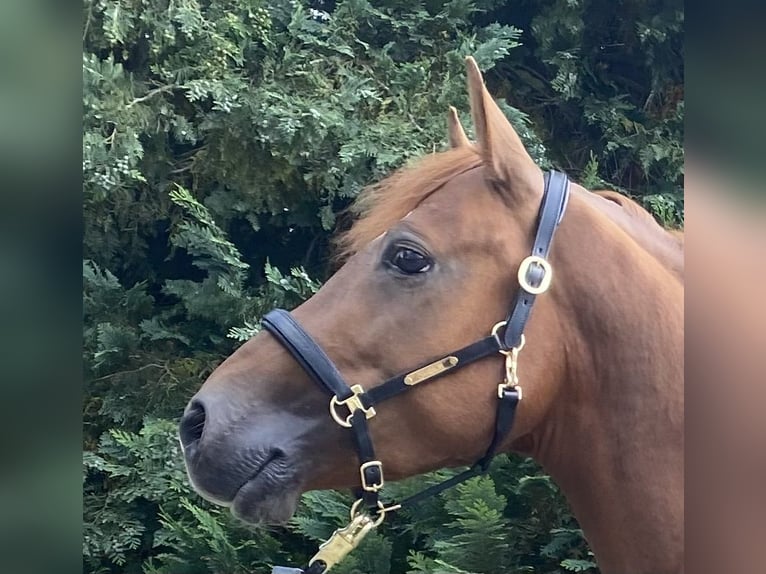 NRPS Étalon 4 Ans 147 cm Alezan brûlé in WipperfürthWipperfürth