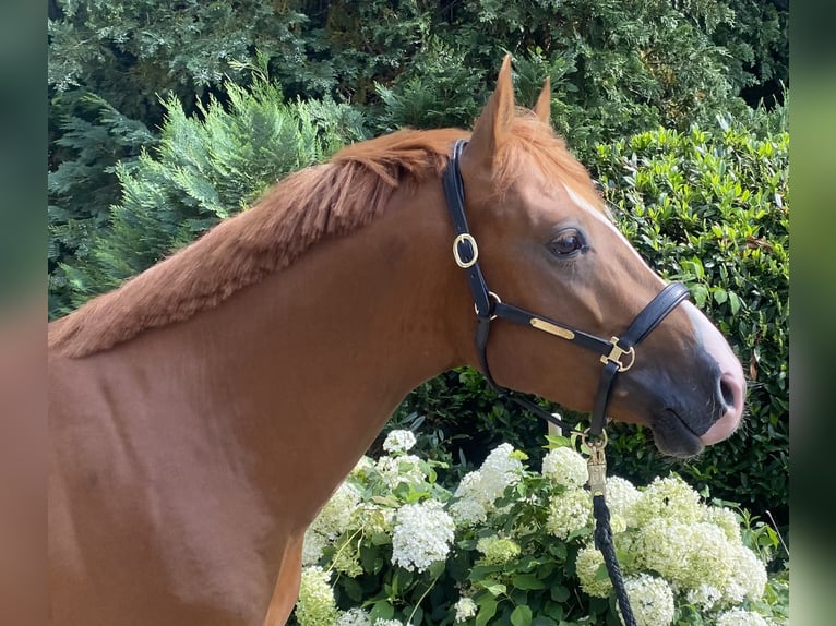 NRPS Étalon 4 Ans 147 cm Alezan brûlé in WipperfürthWipperfürth