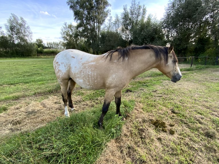 NRPS Étalon 4 Ans 148 cm Palomino in Daknam