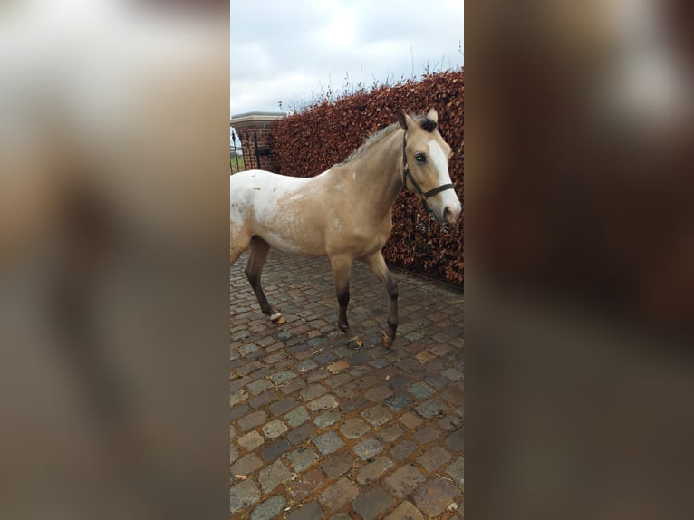 NRPS Étalon 4 Ans 148 cm Palomino in Daknam