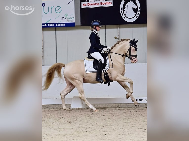 NRPS Étalon 5 Ans 145 cm Perlino in Groningen