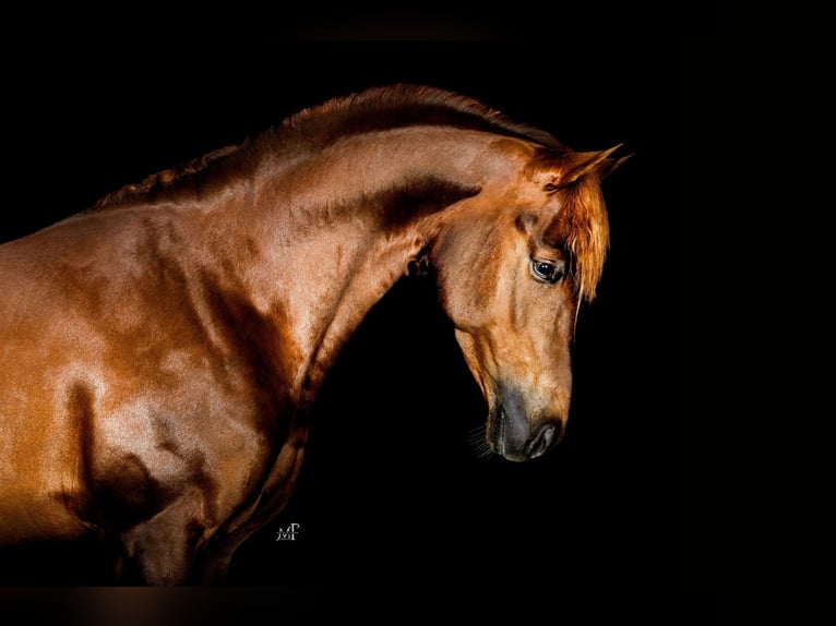 NRPS Étalon 5 Ans 148 cm Alezan in Oost West en Middelbeers