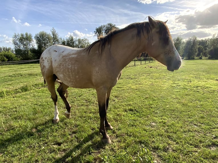 NRPS Étalon 5 Ans 148 cm Palomino in Daknam