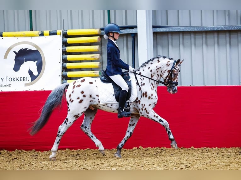 NRPS Étalon 6 Ans 144 cm Léopard in Oirschot