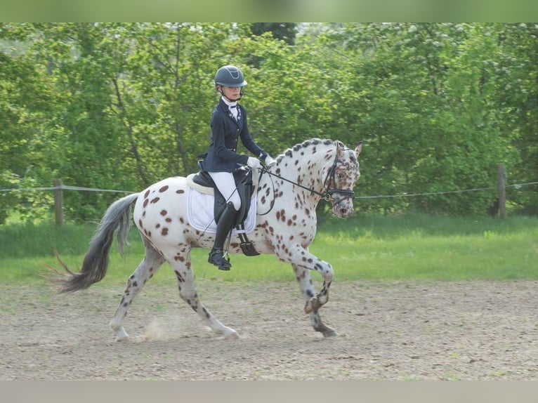 NRPS Étalon 6 Ans 144 cm Léopard in Oirschot