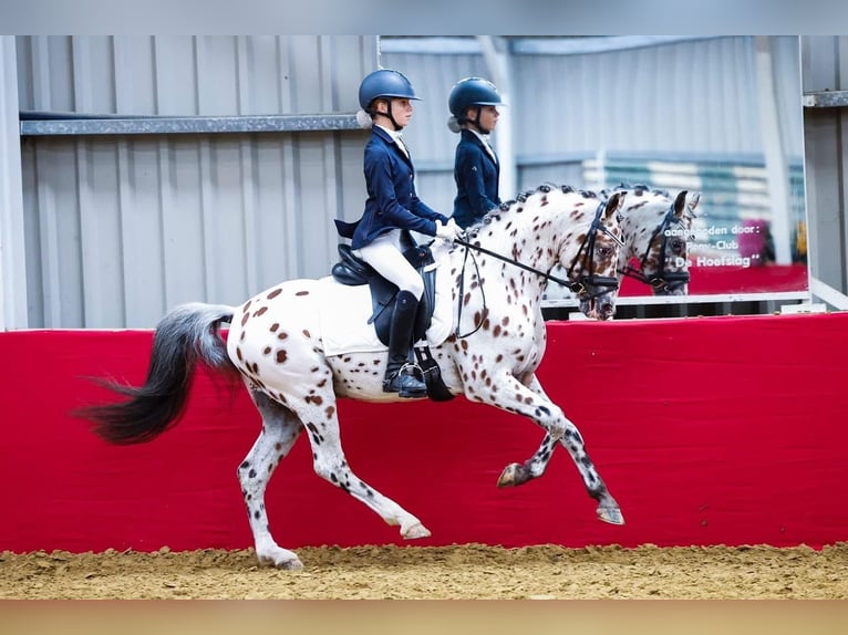 NRPS Étalon 6 Ans 144 cm Léopard in Oirschot