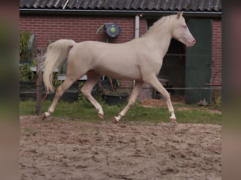 NRPS Étalon 6 Ans 148 cm Cremello in Woudenberg