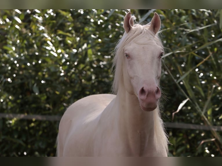 NRPS Étalon 6 Ans 148 cm Cremello in Woudenberg