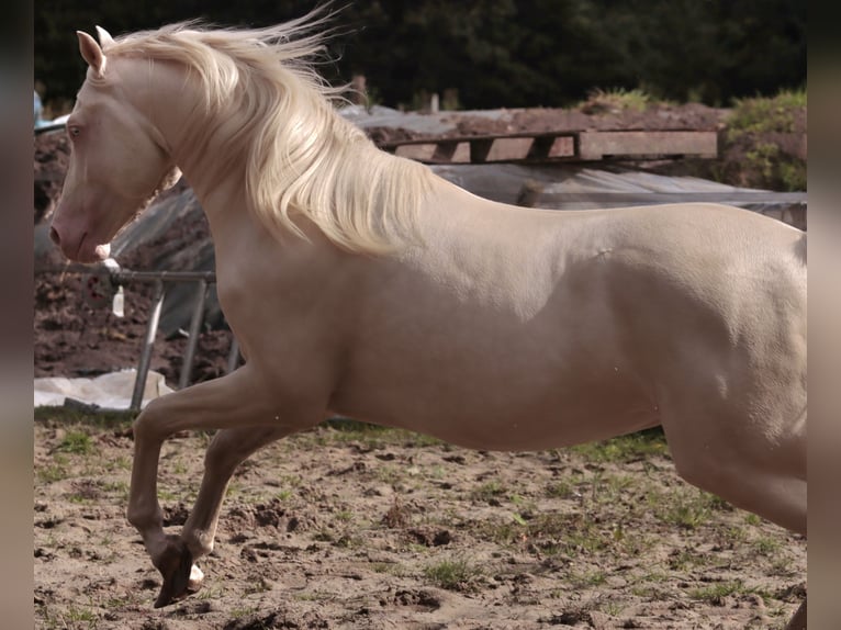 NRPS Étalon 6 Ans 148 cm Cremello in Woudenberg