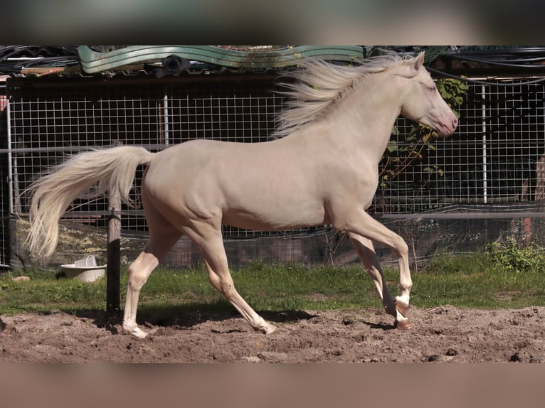 NRPS Étalon 6 Ans 148 cm Cremello in Woudenberg