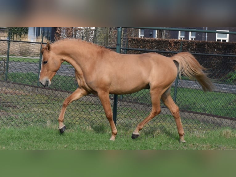 NRPS Étalon Alezan dun in Boxmeer