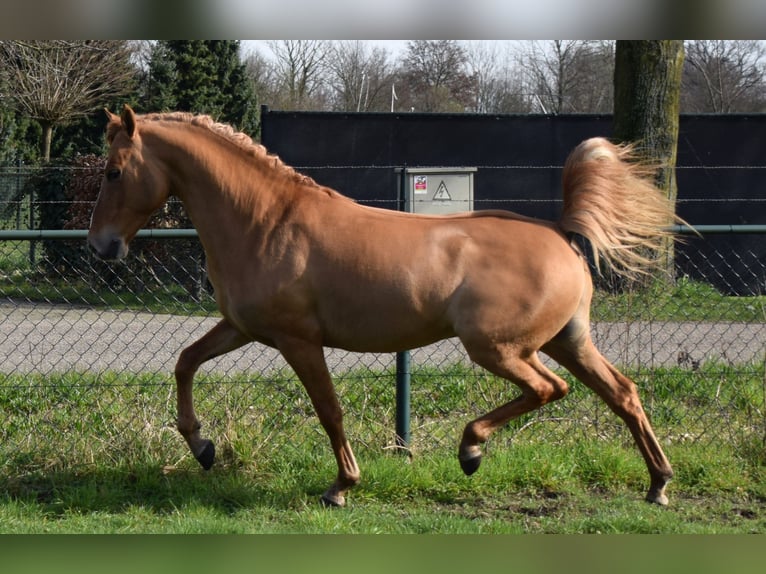 NRPS Étalon Alezan dun in Boxmeer