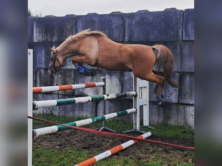 NRPS Étalon Alezan dun in Boxmeer