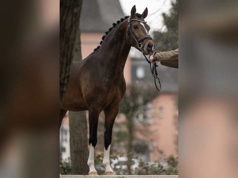 NRPS Étalon Buckskin in Nistelrode