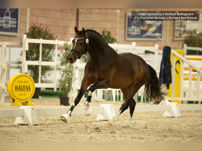 NRPS Étalon Buckskin in Nistelrode