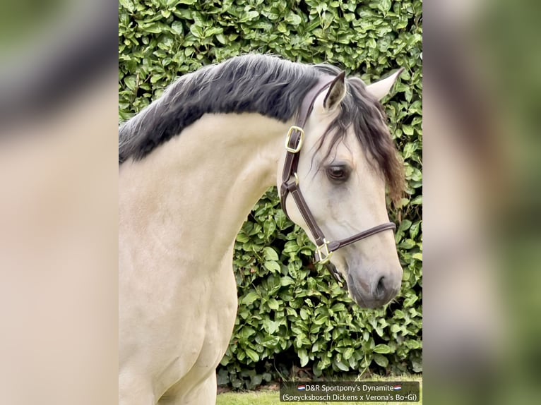 NRPS Étalon Buckskin in Nistelrode