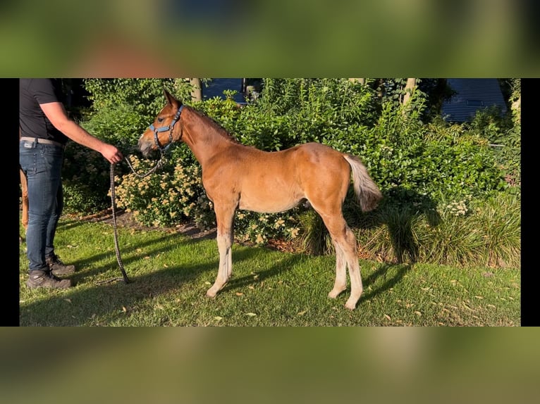 NRPS Étalon Poulain (05/2026) 148 cm Bai in Otterlo