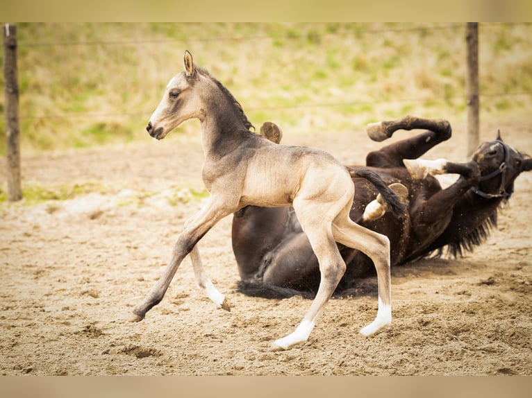 NRPS Étalon  166 cm Buckskin in Tholen