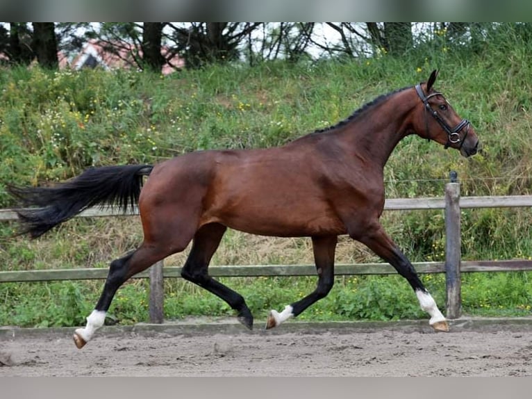 NRPS Étalon Poulain (06/2024) 168 cm in Tholen