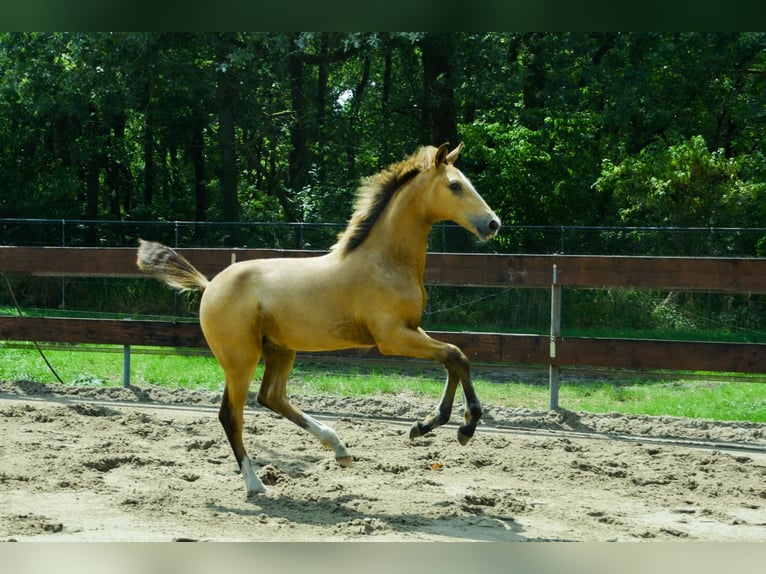 NRPS Étalon Poulain (03/2026) 170 cm Buckskin in Berghem