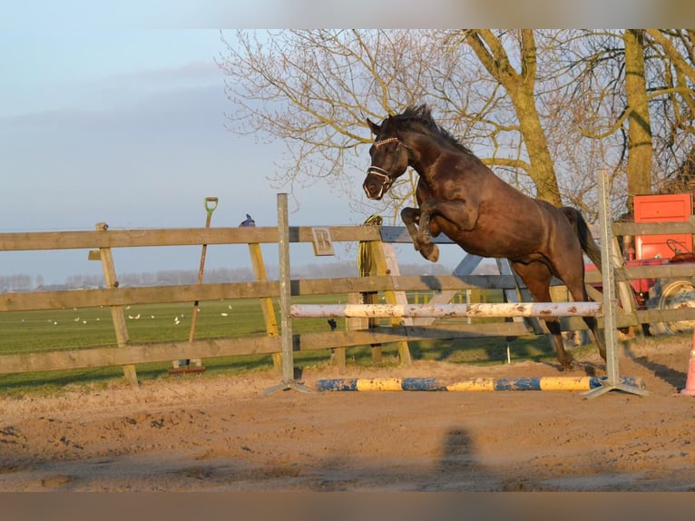 NRPS Gelding 10 years 14,2 hh Black in Driehuizen