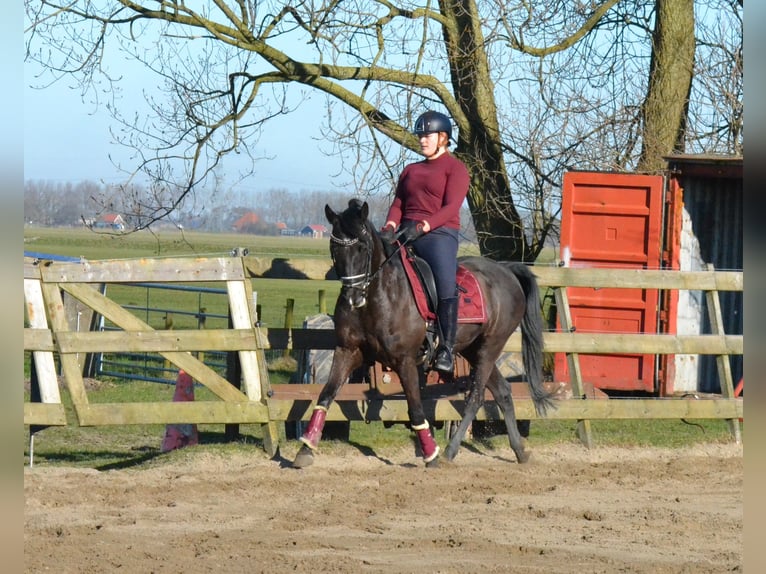 NRPS Gelding 10 years 14,2 hh Black in Driehuizen