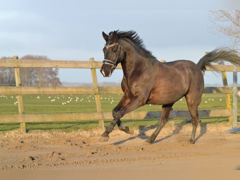 NRPS Gelding 10 years 14,2 hh Black in Driehuizen