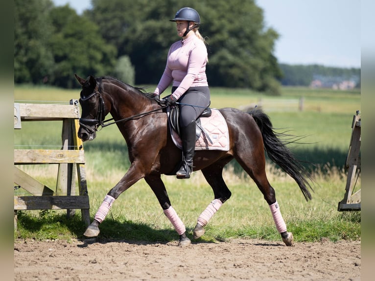 NRPS Gelding 10 years 14,2 hh Black in Driehuizen