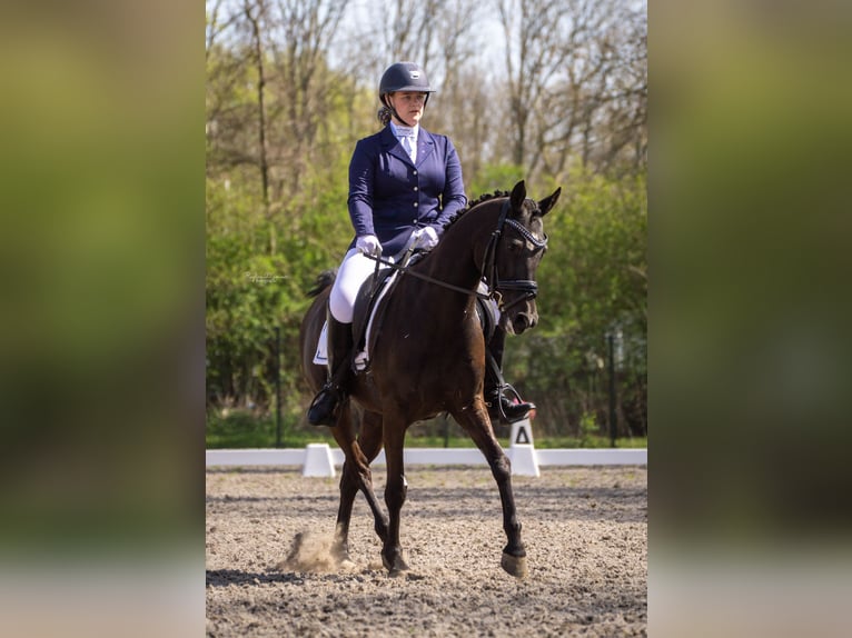 NRPS Gelding 10 years 14,2 hh Black in Driehuizen