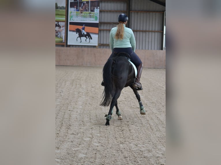 NRPS Gelding 10 years 14,2 hh Black in Driehuizen