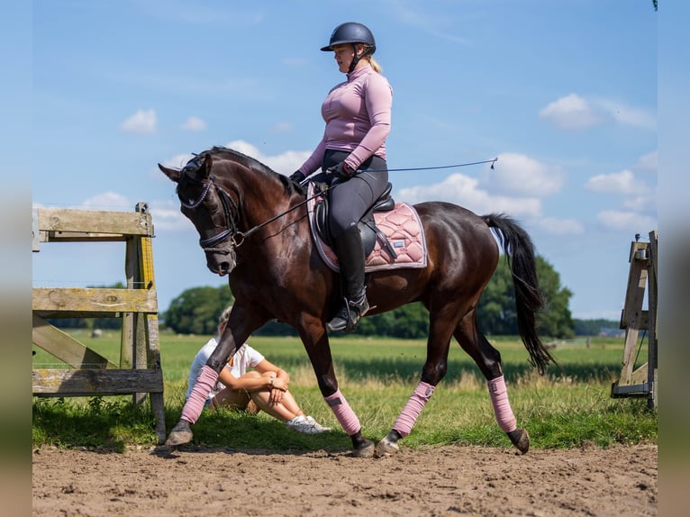 NRPS Gelding 10 years 14,2 hh Black in Driehuizen