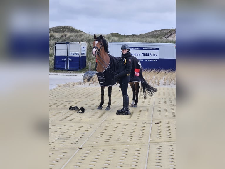 NRPS Gelding 10 years 14 hh Brown in Abcoude