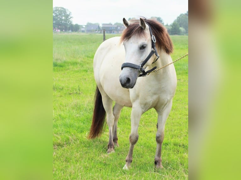 NRPS Gelding 11 years 12,2 hh in Epee