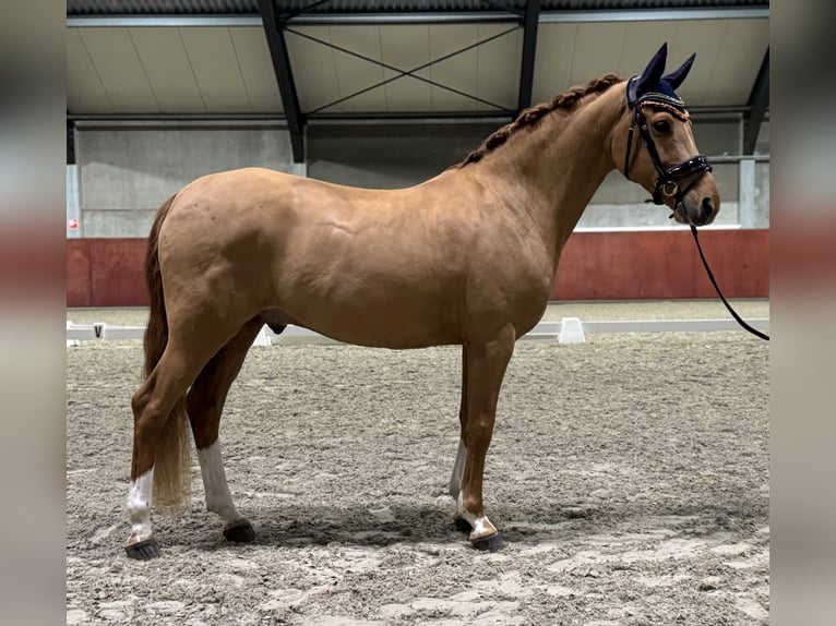 NRPS Gelding 11 years 15 hh Chestnut-Red in Eindhoven