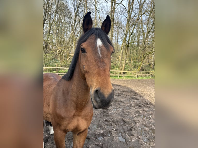 NRPS Gelding 12 years 14,2 hh Brown in Saarbrücken