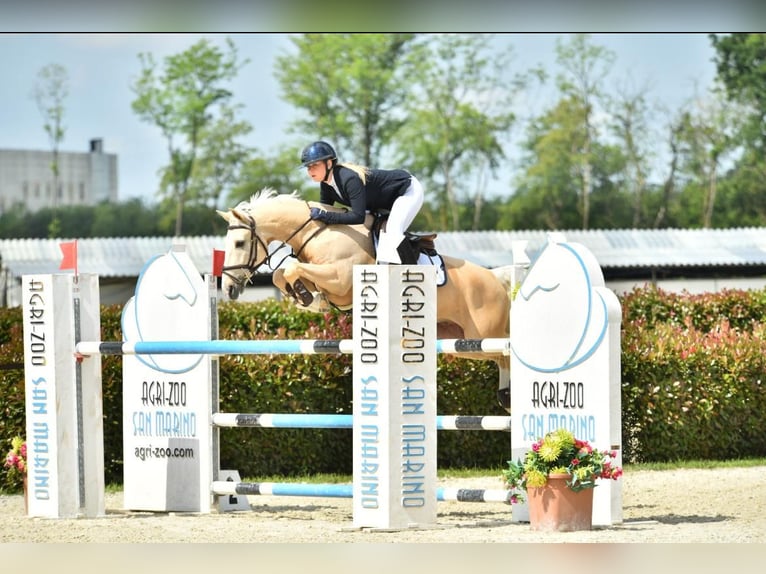 NRPS Gelding 12 years 14.2 hh Palomino in Roosendaal