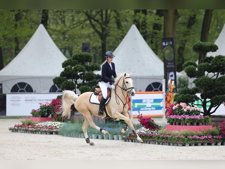 NRPS Gelding 12 years 14.2 hh Palomino in Roosendaal