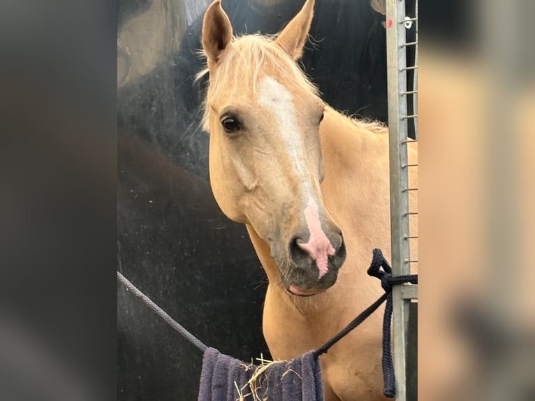 NRPS Gelding 12 years 14.2 hh Palomino in Roosendaal
