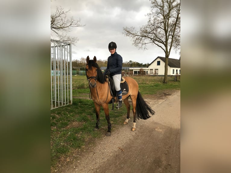 NRPS Gelding 12 years 14 hh Buckskin in Swolgenswolgen