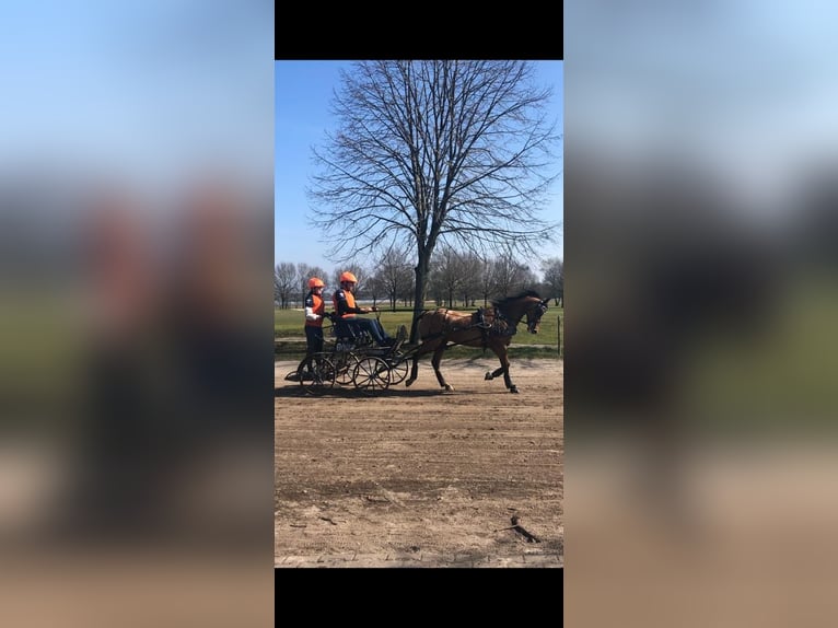 NRPS Gelding 12 years 14 hh Buckskin in Swolgenswolgen