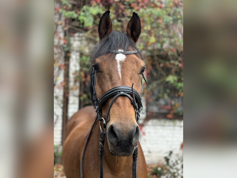 NRPS Gelding 12 years 14,2 hh Brown in Friedrichsthal