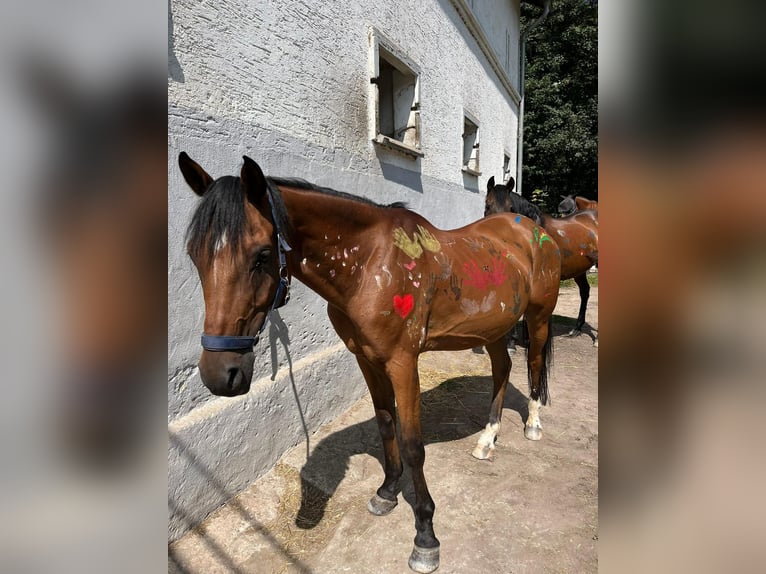 NRPS Gelding 12 years 14,2 hh Brown in Friedrichsthal