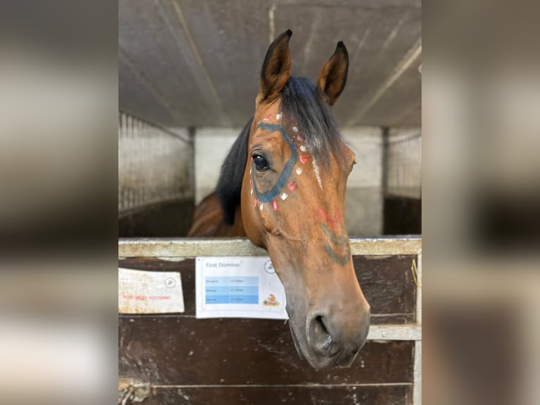 NRPS Gelding 12 years 14,2 hh Brown in Friedrichsthal