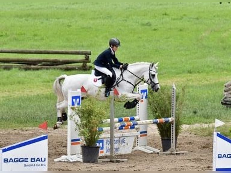 NRPS Gelding 12 years 14,2 hh Gray in Vreden