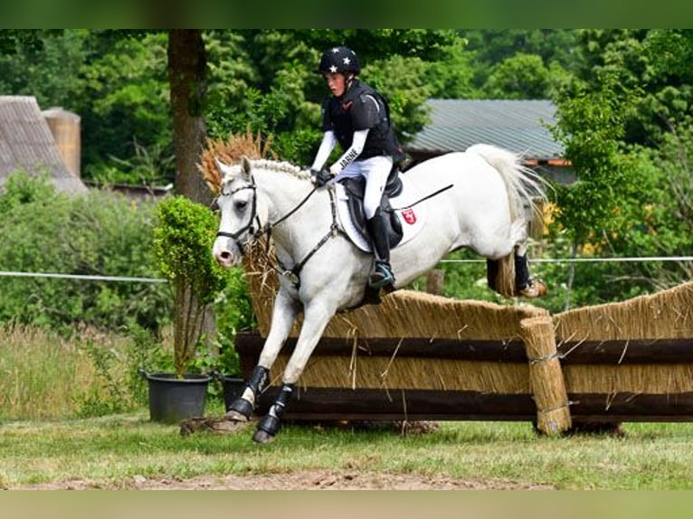 NRPS Gelding 12 years 14,2 hh Gray in Vreden